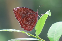 Elymnias hypermnestra beatrice