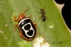 Figure-8 Aloe Bug - Photo (c) i_c_riddell, some rights reserved (CC BY), uploaded by i_c_riddell