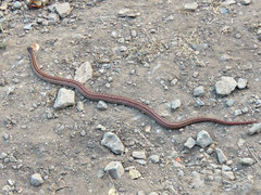 Galvarinus chilensis