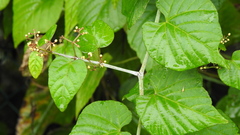 Cissus kerrii