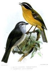 Superciliaried Hemispingus photo 4