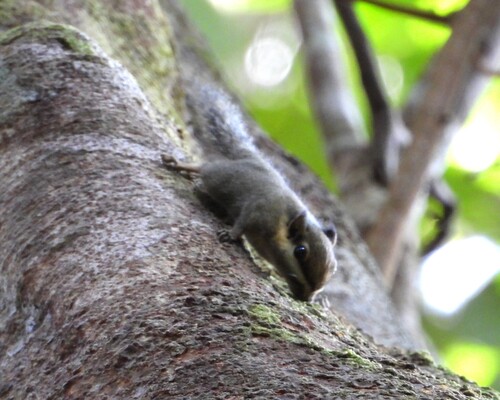 Nannosciurus melanotis