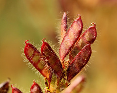 Chamaecrista nictitans aspera