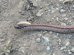 Galvarinus chilensis