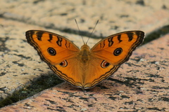 Junonia almana javana
