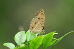 Junonia almana javana