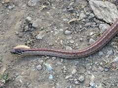Galvarinus chilensis