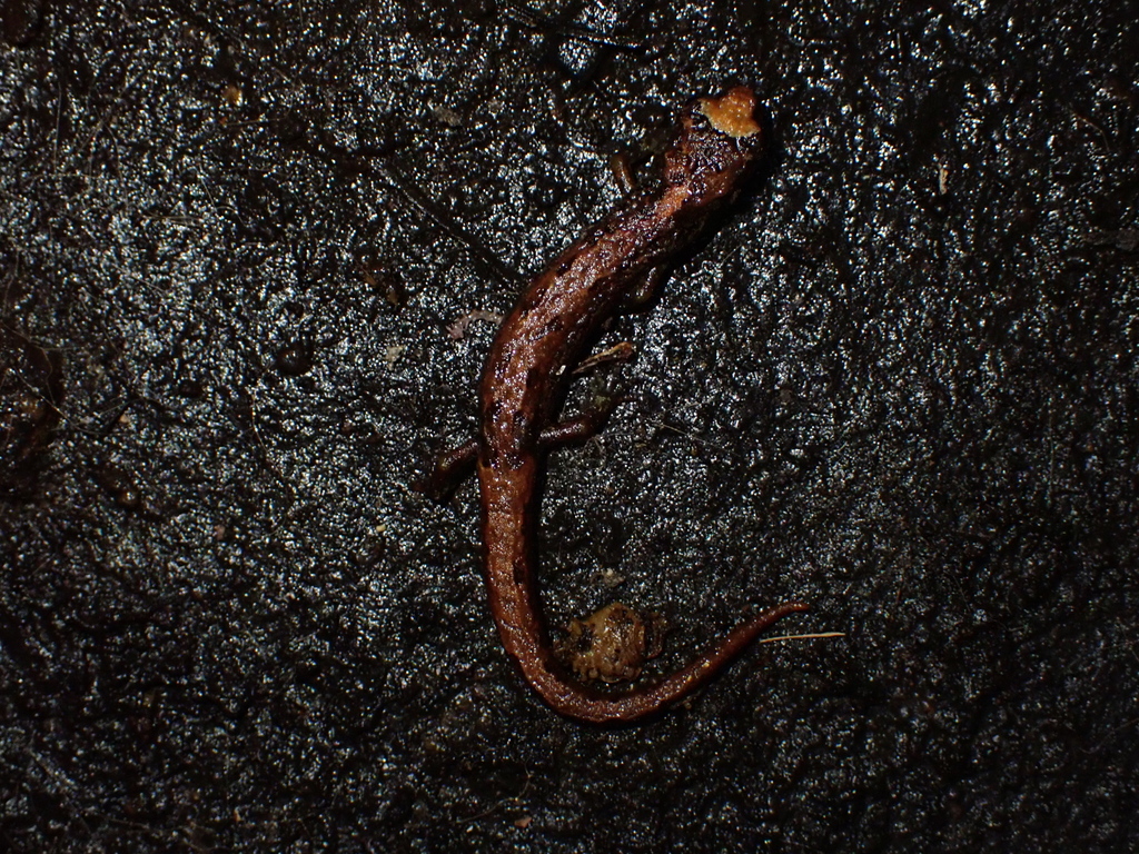 Sierra de Las Minas Hidden Salamander