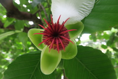 Dillenia philippinensis