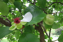 Dillenia philippinensis