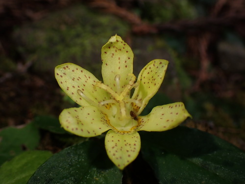 Tricyrtis flava iNat (1)