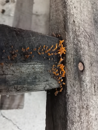 Fan-shaped Jelly Fungus
