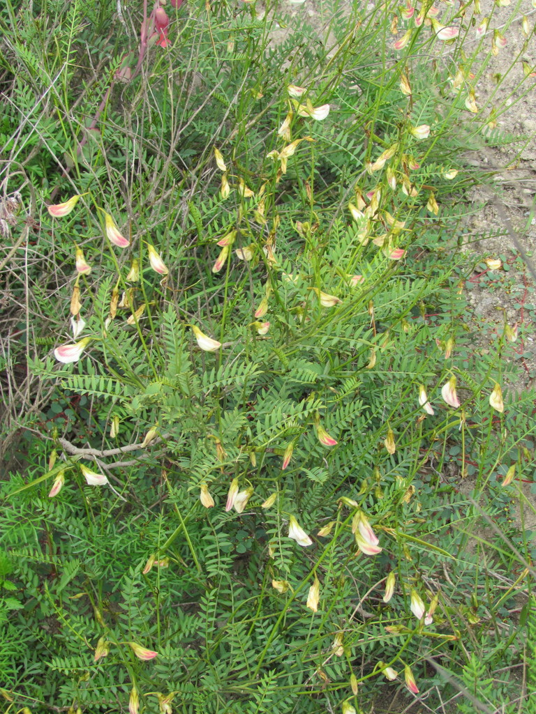 Coursetia gracilis