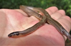 Aparallactus capensis