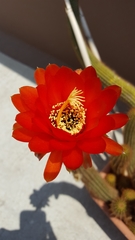 Trichocereus huascha
