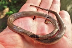 Aparallactus capensis