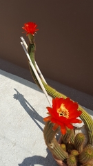 Trichocereus huascha