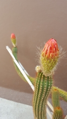 Trichocereus huascha