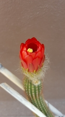 Trichocereus huascha