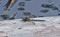 Rhionaeschna marchali