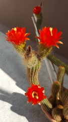 Trichocereus huascha