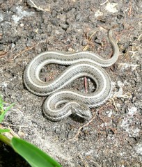 Tropidoclonion lineatum