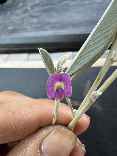 Tephrosia rosea observed 2025-09-18