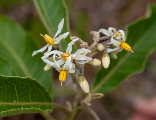 mullein nightshade