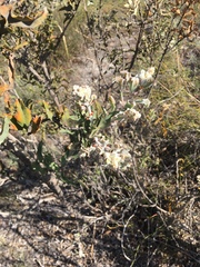 Jacksonia floribunda