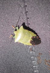 Piezosternum subulatum