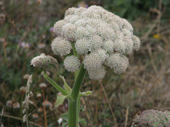 Angelica hendersonii