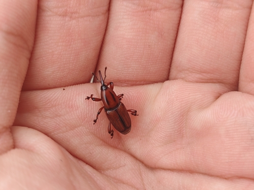 Banana Stem weevil