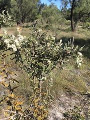 Jacksonia floribunda