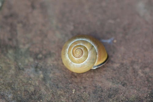 Cepaea nemoralis