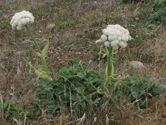 Angelica hendersonii