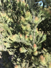 Adenanthos cygnorum