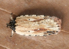 Agonopterix atrodorsella