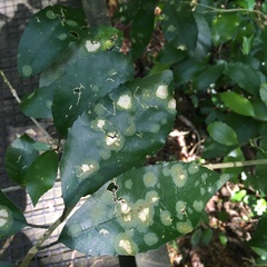 Cephaleuros lagerheimii