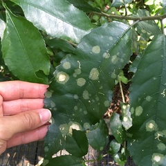 Cephaleuros lagerheimii