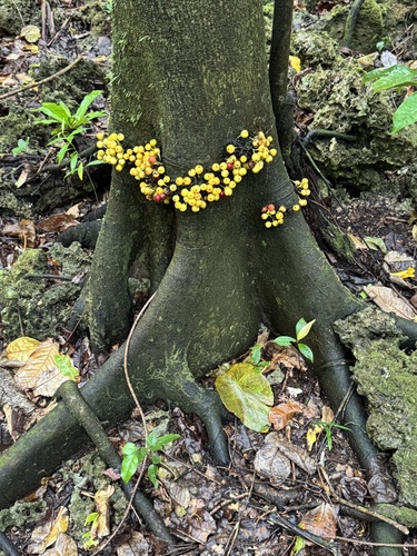 Ficus scabra observed 2025-09-17