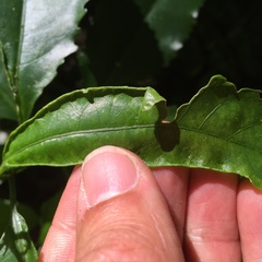 Aceria melicyti