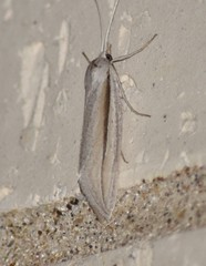 Doryodes tenuistriga