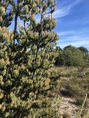 Adenanthos cygnorum