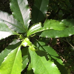 Aceria melicyti