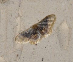 Idaea scintillularia