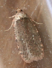 Agonopterix argillacea