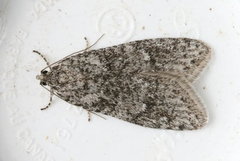 Semioscopis inornata