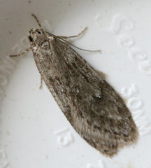 Semioscopis
