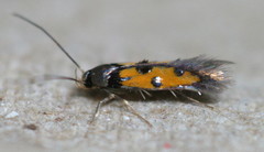 Chrysoclista linneella