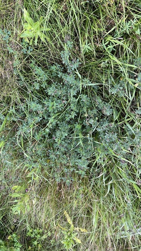 Sand Lucerne